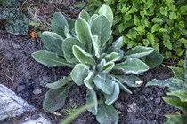 Ястребинка Мохнатая (Нieracium Villosum)
