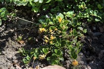 Жимолость крассулолистная (Lonicera crassifolia)