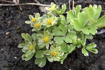 Звездовка эпипактис Thor (Hacquetia epipactis Thor)