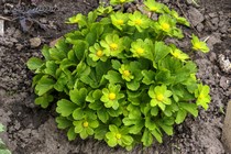 Звездовка эпипактис (Hacquetia epipactis)