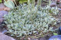 Антеннария альпийская (Antennaria alpina)