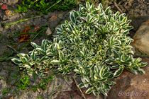 Арабис Фердинанда Кобургского (variegata)