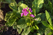 Бадан Галина Серова