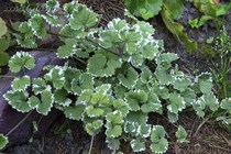 Будра плющелистная variegata