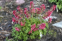Хохлатка плотная George Baker (Corydalis solida George Baker)