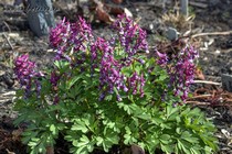 Хохлатка плотная Purple Bird (Corydalis solida Purple Bird)