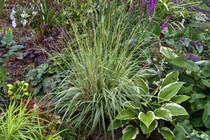 Молиния Голубая variegata
