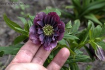 Морозник восточный Double Ellen Red (Helleborus orientalis Double Ellen Red)