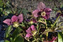 Морозник восточный (Helleborus orientalis)