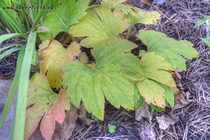 Мукдения Aceriphyllum rossii