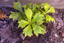 Роджерсия Подофилловая или Стополистная(Rodgersia Podophylla)