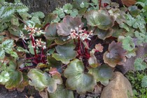 Камнеломка Форчуна Wada (Saxifraga fortuunei Wada)
