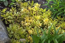 Седум Миддендорфа Variegatum(Sedum middendorfianum Variegatum)