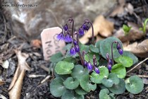 Солданелла горная (Soldanella Montana)