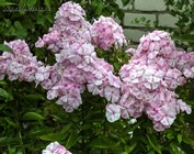 Флоксы