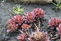 Молодило Coral Gray