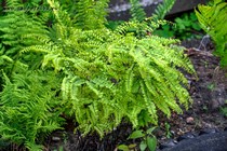 Адиантум стоповидный Imbricatum (Adiantum pedatum Imbricatum)
