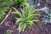 Костенец  волосовидный (Asplenium trichomanes)