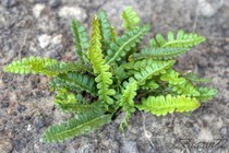 Дербянка перисто-морская (Blechnum penna-marina)
