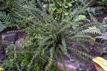 Кочедыжник женский Frizelliae (Athyrium filix-femina Frizelliae)