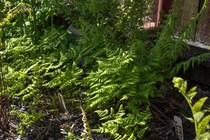 Голокучник дубовый (Gymnocarpium dryopteris)