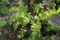 Многорядник щетинконосный (Рolystichum setiferum)