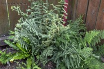 Кочедыжник ниппонский Ocean's Fury (Athyrium niponicum Ocean's Fury)