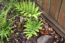 Оноклея чувствительная (Onoclea sensibilis)