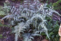 Кочедыжник ниппонский Red Beauty (Athyrium niponicum Red Beauty)