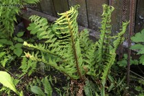 Щитовник родственный Pinderi (Dryopteris affinis Pinderi)