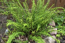 Кочедыжник женский Dre's Dagger (Athyrium filix-femina Dre's Dagger)