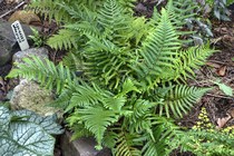 Щитовник мужской Furcans (Dryopteris filix-mas Furcans)