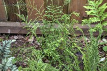 Щитовник Мужской (Linearis Polydactylon)