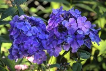 Флокс Blue Paradise