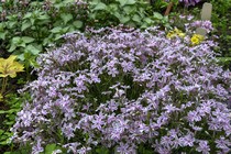 Флокс Шиловидный Candy Stripe (Phlox subulata Candy Stripe)