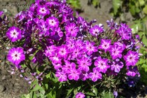 Флокс Early Cerise