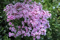 Флокс Early Pink