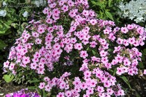 Флокс Early Pink Candy