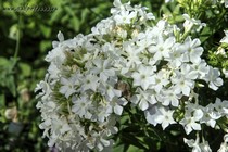 Флокс Early White