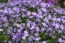 Флокс Шиловидный Emerald Cushion Blue (Phlox subulata Emerald Cushion Blue)