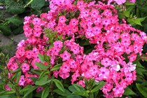 Флокс Графика