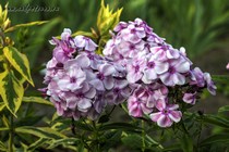 Флокс Изабель