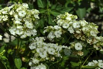 Флокс Jade