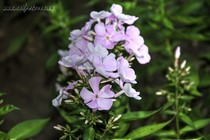 Флокс Ксения