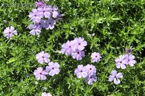 Флокс Дугласа Lilac Cloud(Phlox  Douglasii Lilac Cloud)