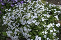 Флокс Шиловидный Maischnee (Phlox subulata Maischnee)