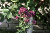 Флокс Natural Feelings