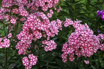 Флокс Peppermint Twist