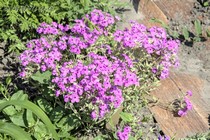 Флокс прелестный variegata (Phlox amoena variegata)