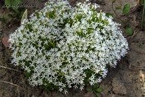 Флокс Ковилла (Phlox covillei)